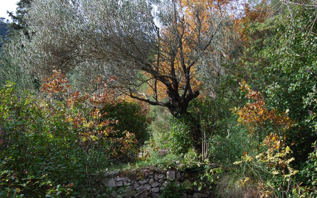 JOURNÉE PORTE OUVERTE AU JARDIN DE SÔLLEI’O