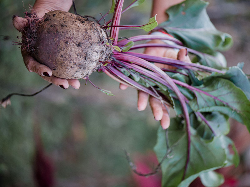 Stage agroécologie permaculture