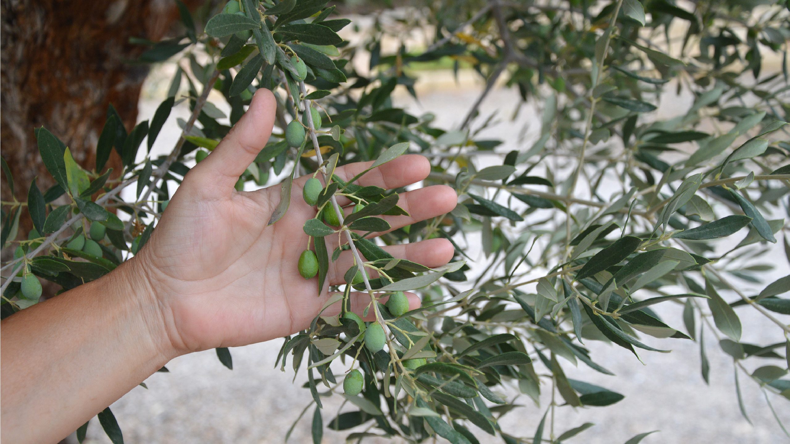 Cueillette des olives